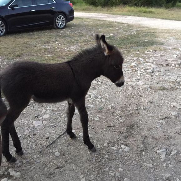 Meet your Posher, Susan - Picture 1 of 1